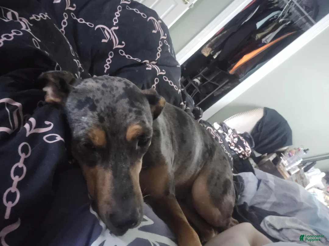 Catahoula Leopard Dog dogs for sale: Nora  - Ad 1