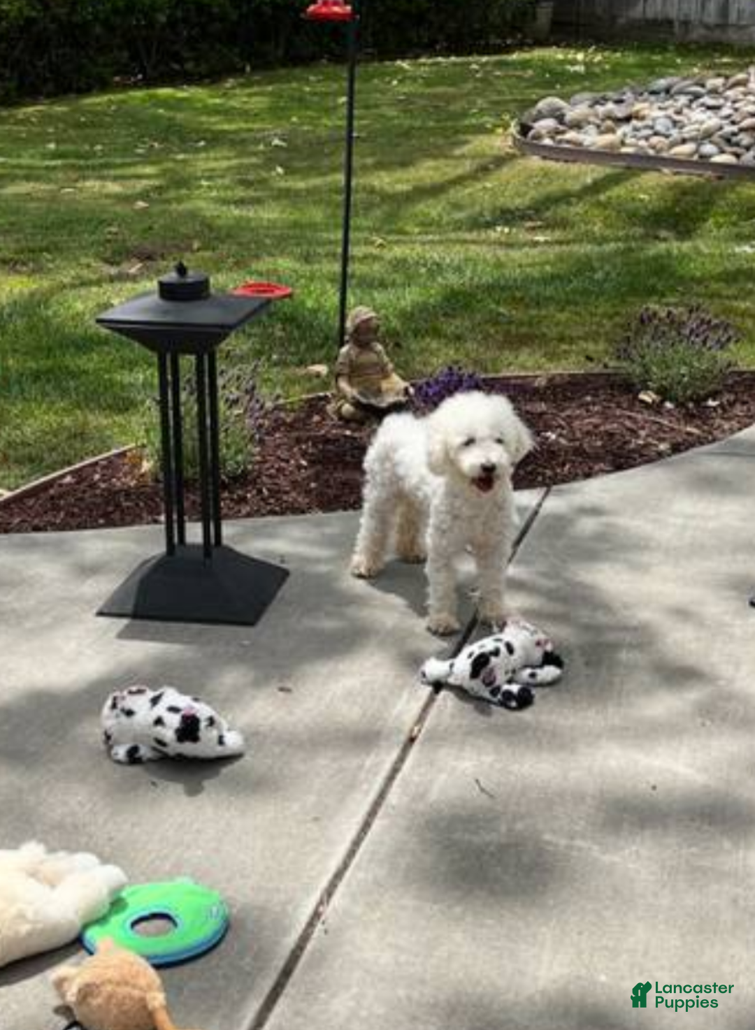 Mini Goldendoodle dogs Sushi 🍣 - Ad 6