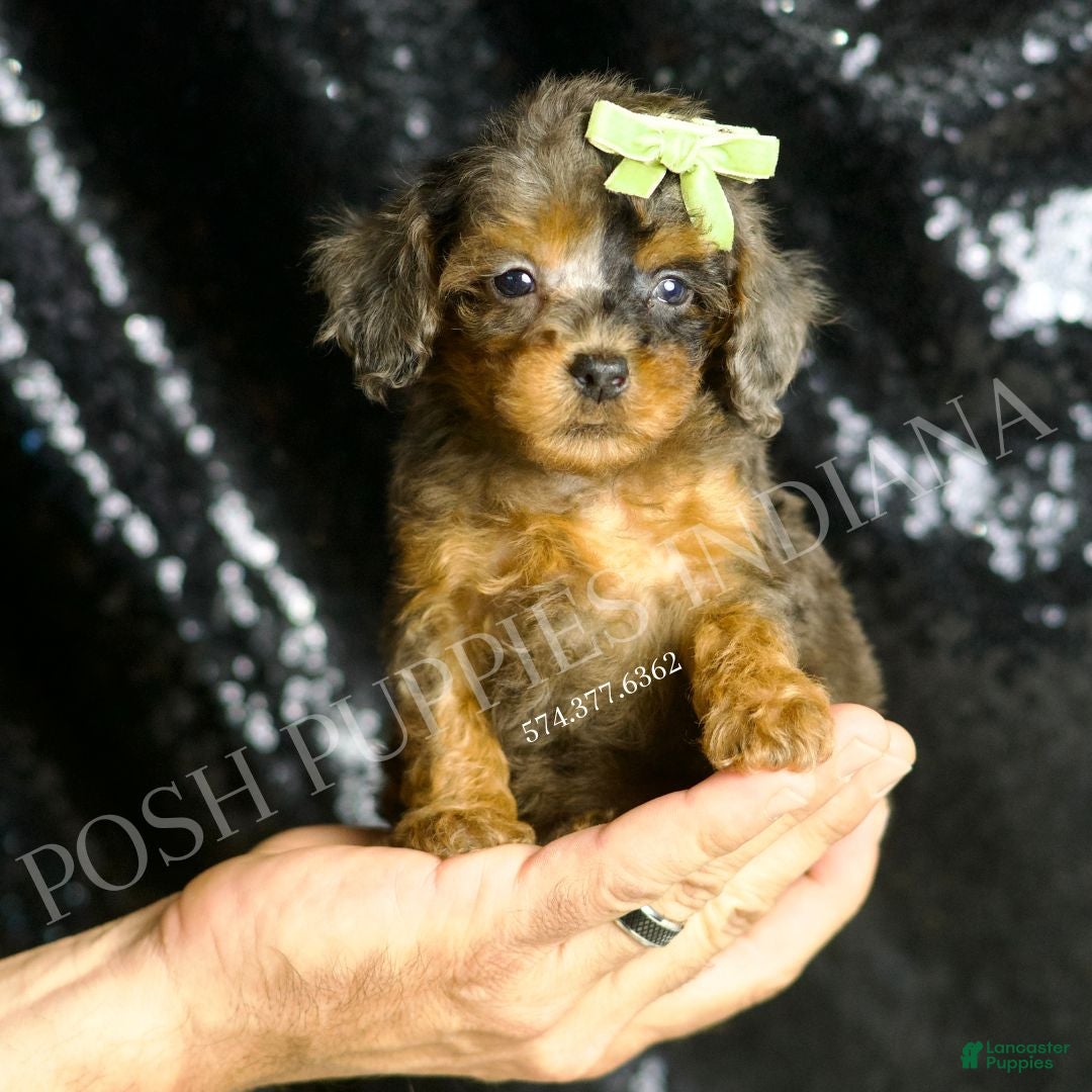 Toy Poodle dogs Jameson - Ad 7