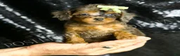Toy Poodle dogs for sale: Jameson - Ad 1