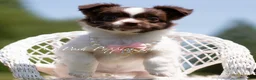 Chihuahua dogs for sale: Sparklebean - Ad 6