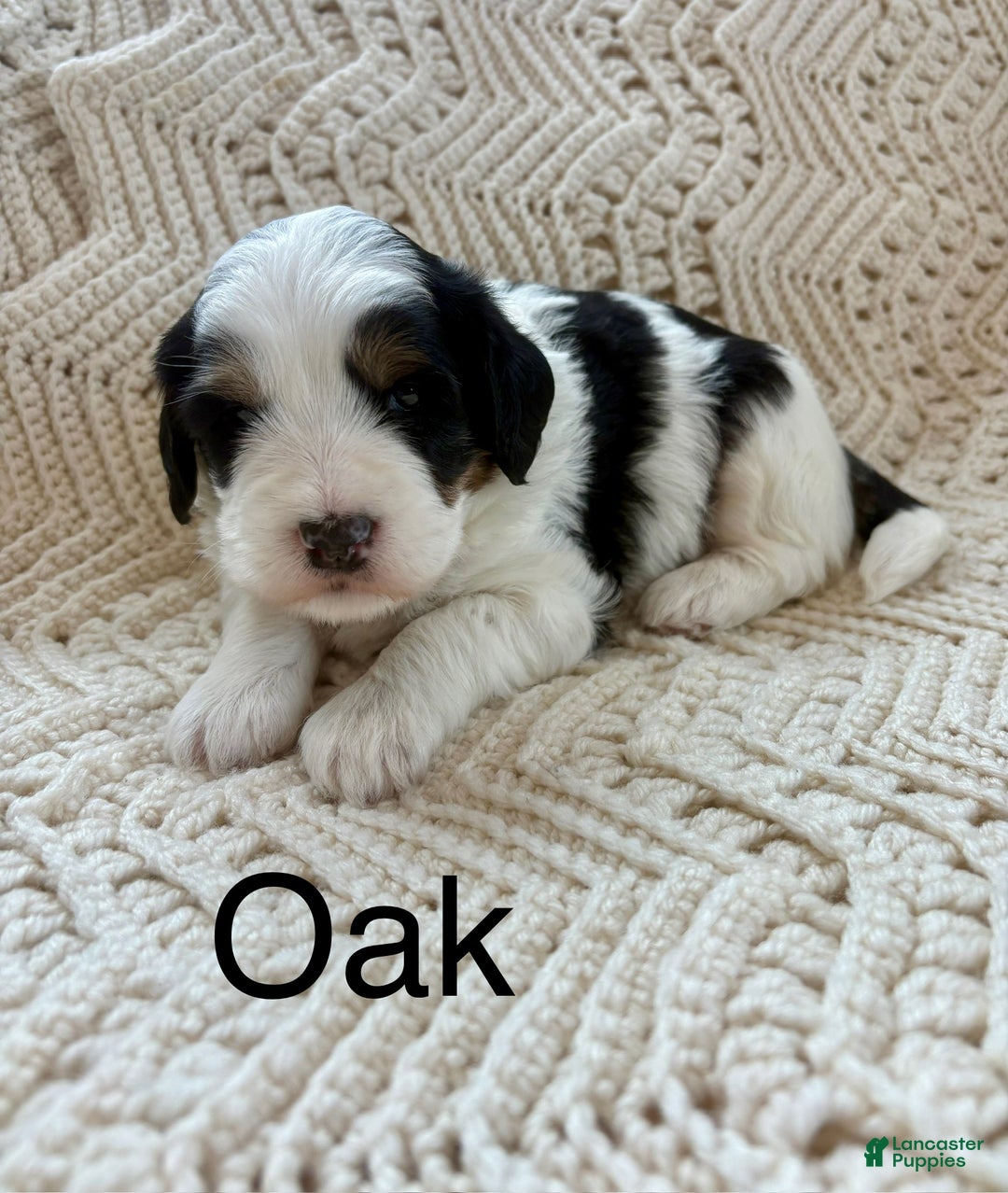 Mini Bernedoodle dogs for sale: Mini Bernedoodle Puppy 1 - Ad 1