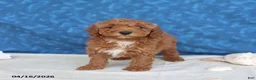 Goldendoodle dogs for sale: Captain - Ad 4