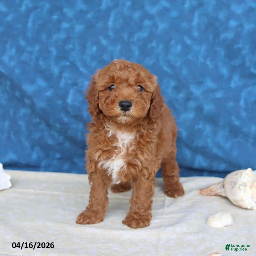 Goldendoodle dogs for sale: Captain - Ad 4