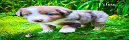 Australian Shepherd dogs for sale: Velma - Ad 3