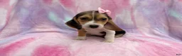 Beagle dogs for sale: Piglet - Ad 4