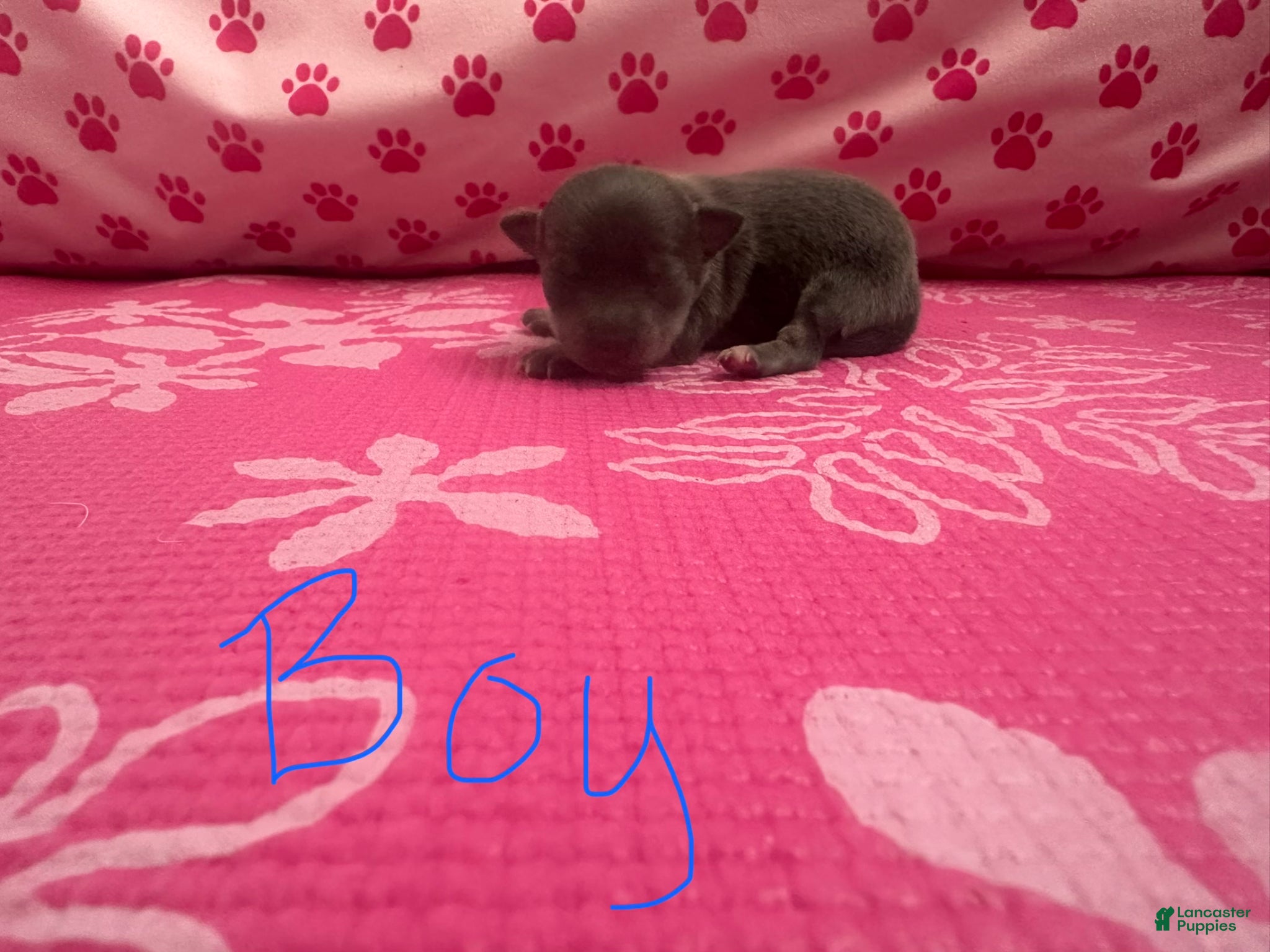 Chihuahua dogs Chihuahua Puppy 1 - Ad 31