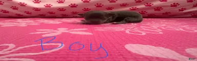 Chihuahua Puppy 1