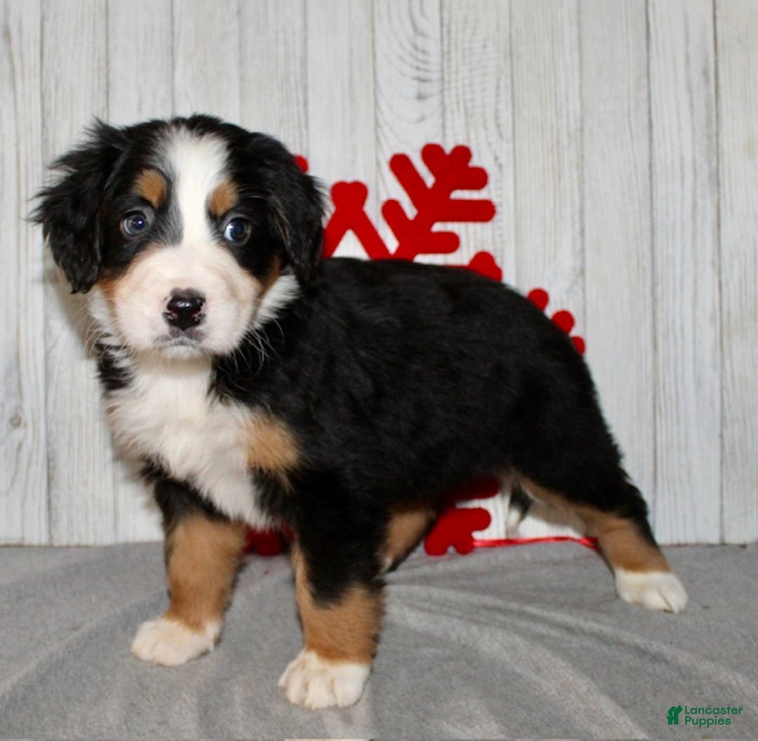 Bernese Mountain Dog dogs for sale: Lila - Ad 9