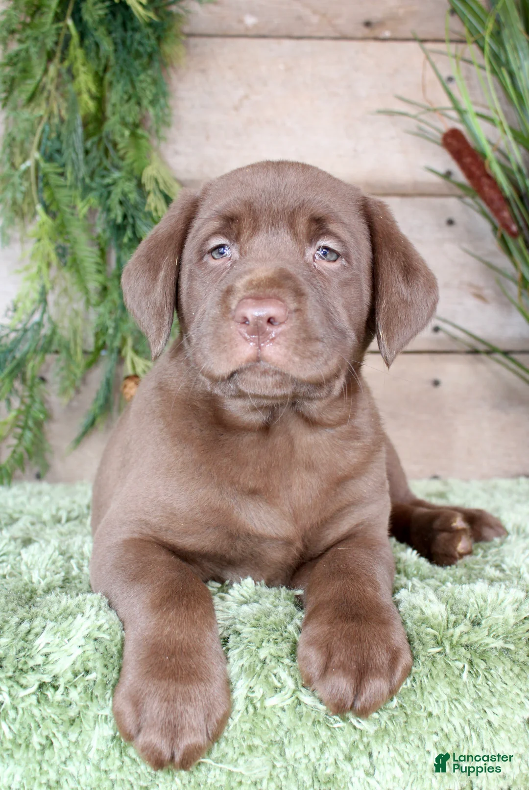 Labrador Retriever dogs for sale: Helga - Ad 3