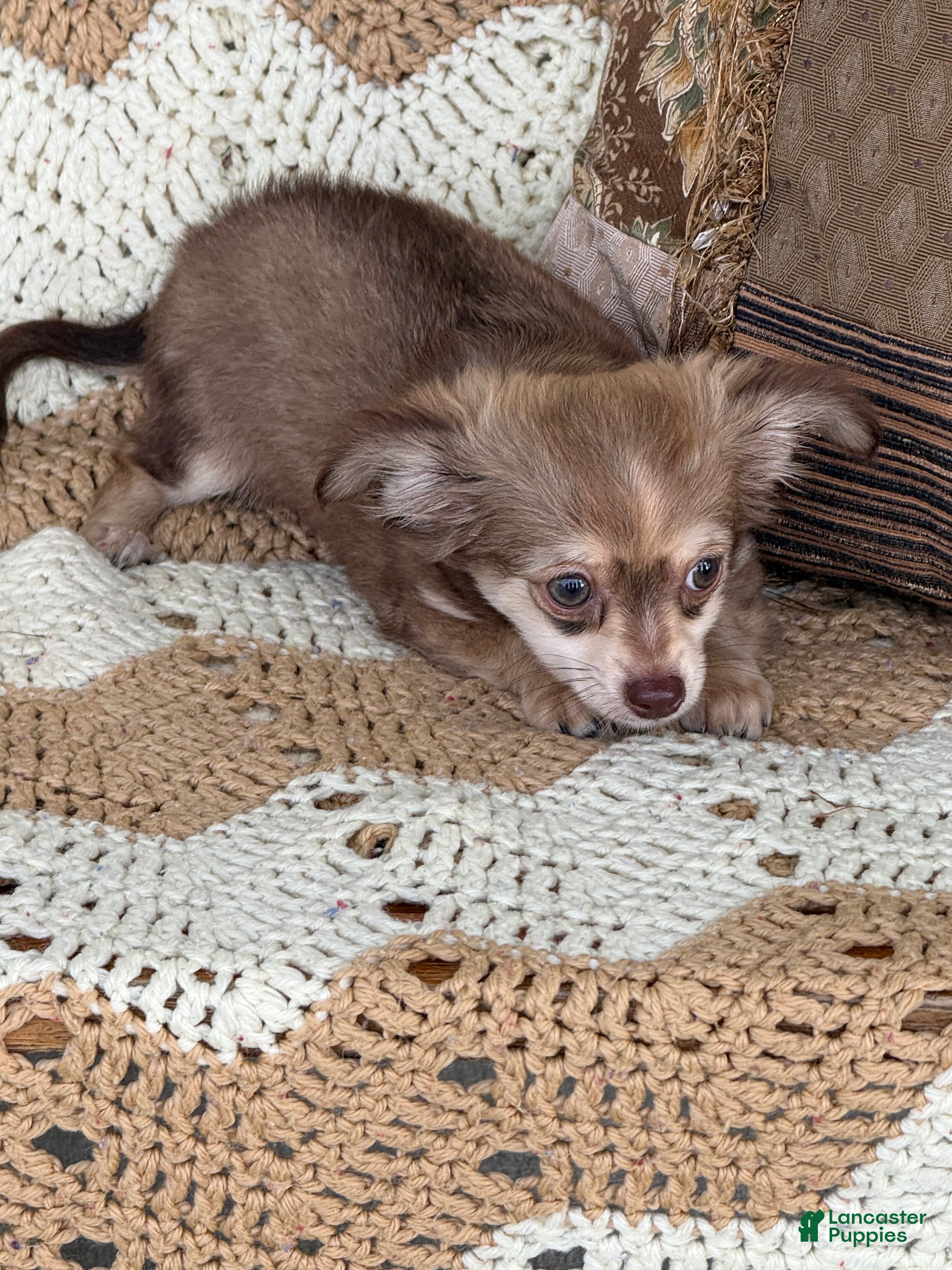 Chihuahua dogs Whiskey  - Ad 1