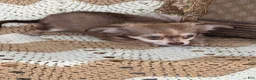 Chihuahua dogs for sale: Whiskey  - Ad 1