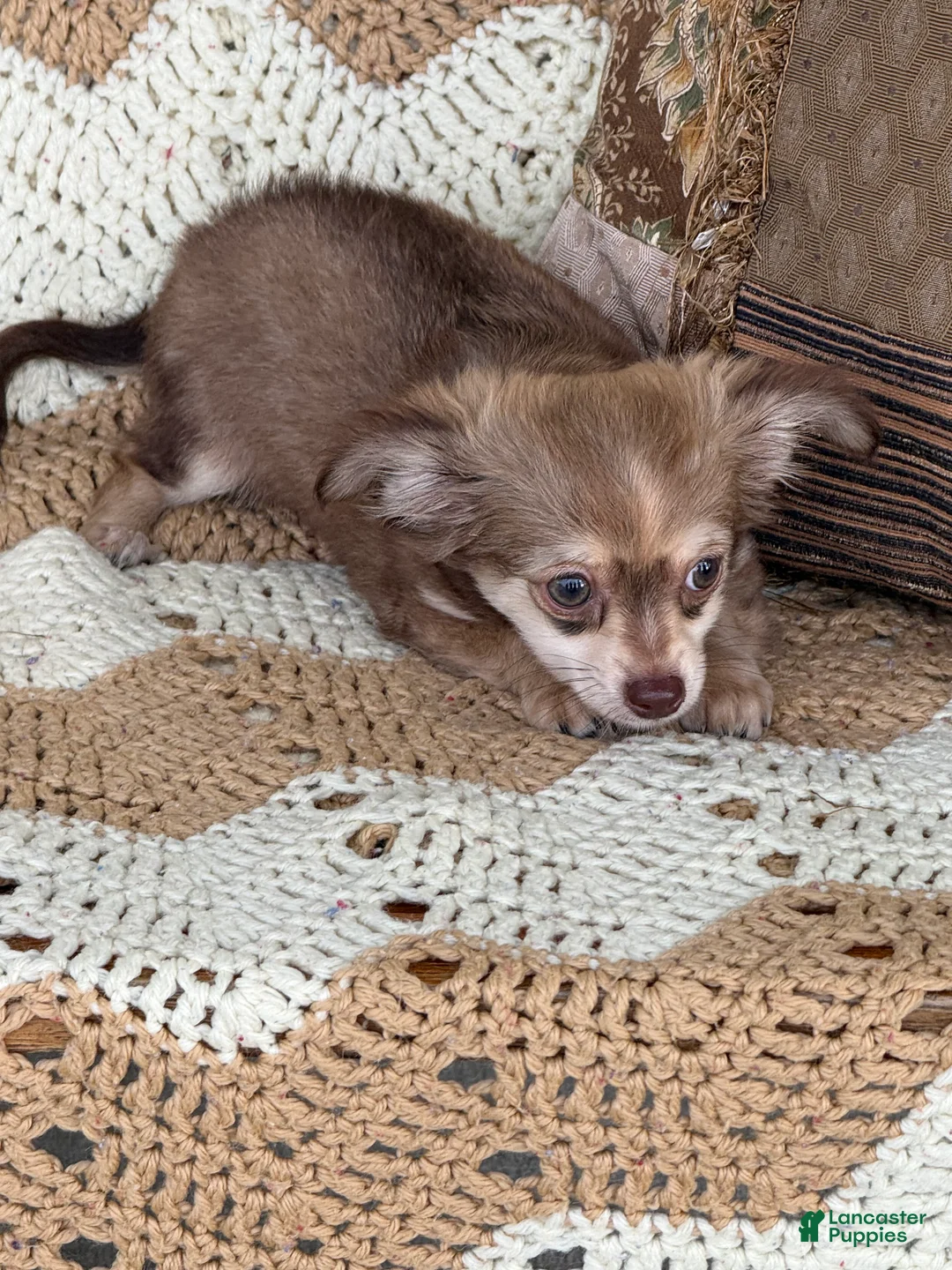 Chihuahua dogs for sale: Whiskey  - Ad 1
