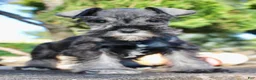 Miniature Schnauzer dogs for sale: Eddie Male AKC Mini Schnauzer - Ad 5