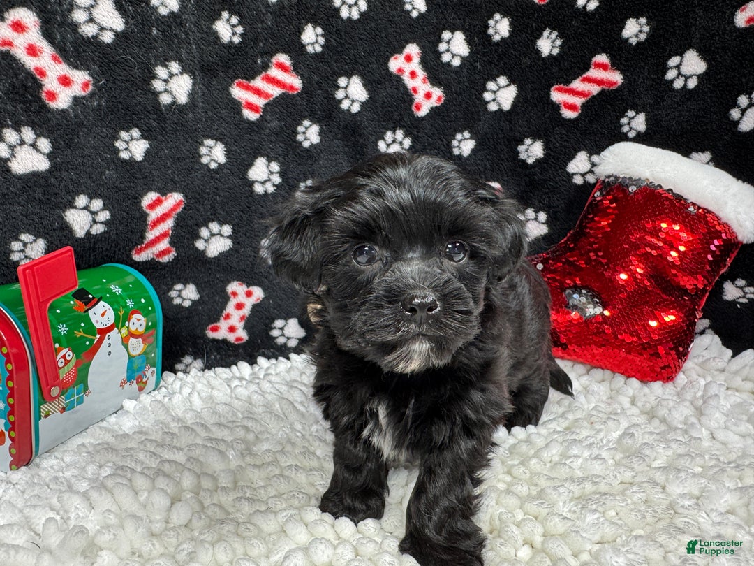 Morkie dogs for sale: Morkie Puppy 1 - Ad 3