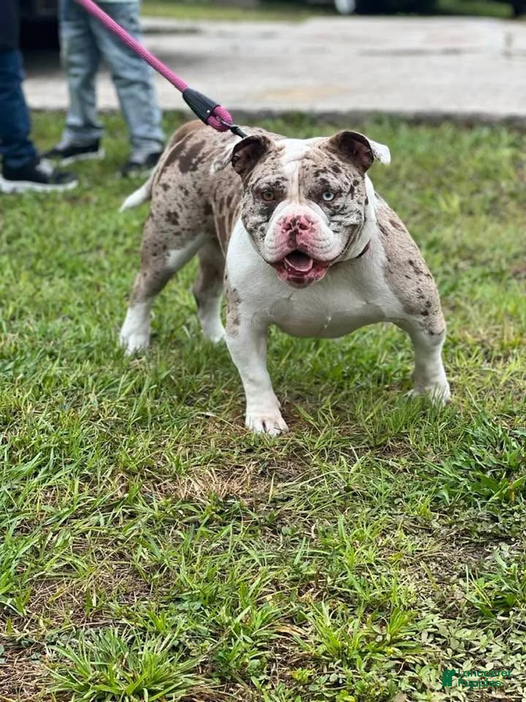 American Bully dogs for sale: American Bully 7 - Ad 5
