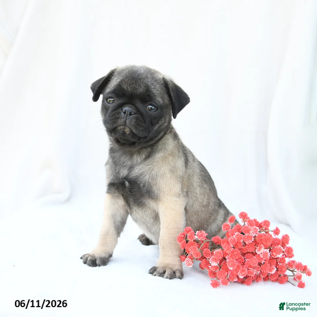Boston Terrier dogs for sale: Hazel - Ad 2