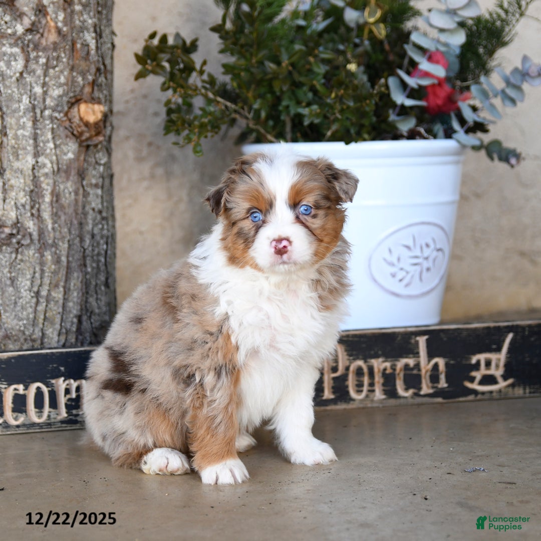 Australian Shepherd dogs for sale: Paige - Ad 1