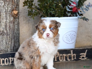 Australian Shepherd dogs Paige - Ad 4