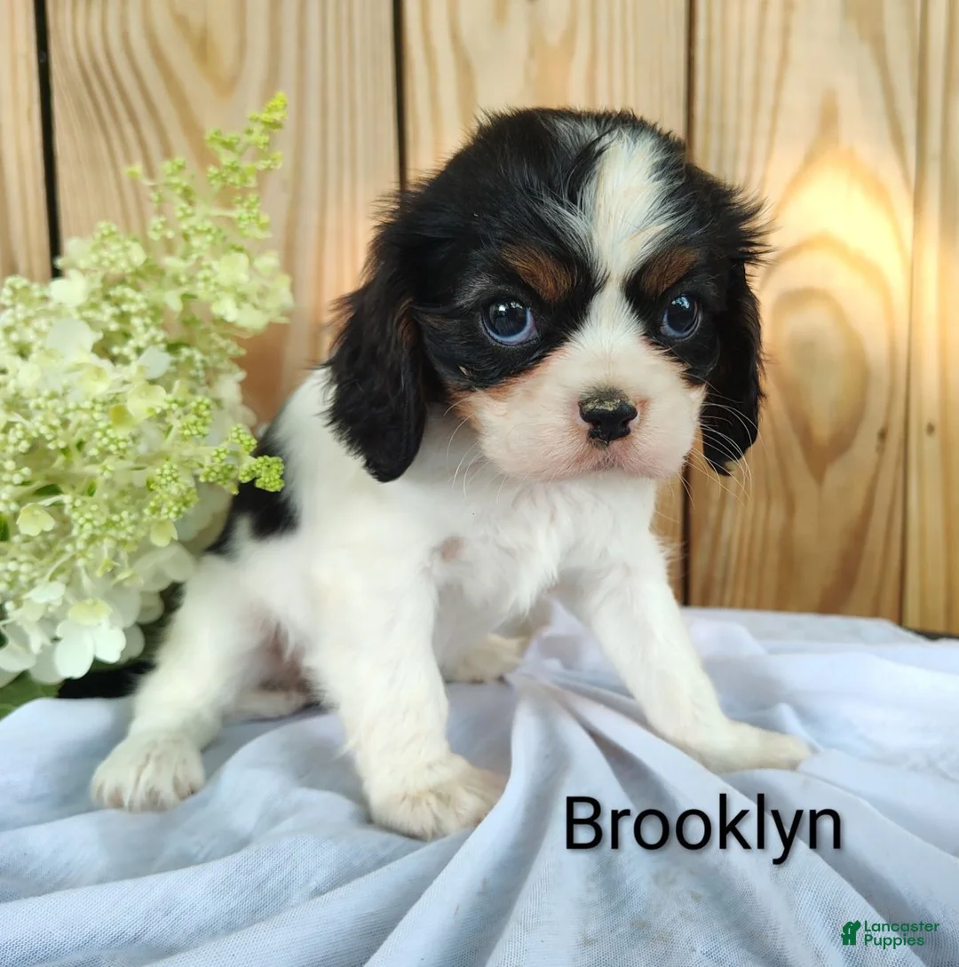 Cavalier King Charles Spaniel dogs for sale: Brooklyn  - Ad 1
