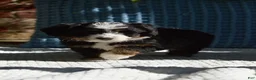 Mini Bernedoodle dogs for sale: Rory - Ad 4