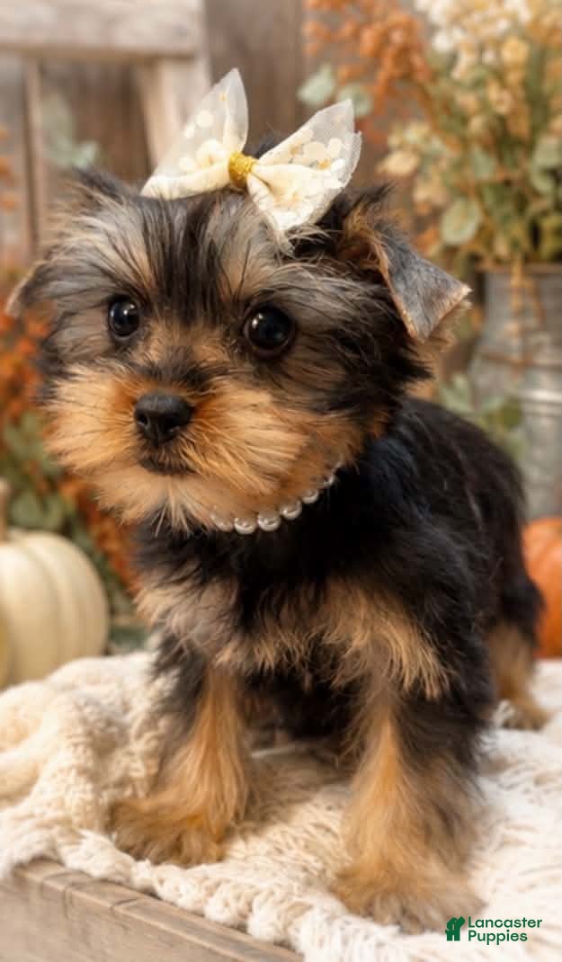 Yorkshire Terrier dogs Pippa 3#’s on 10/7 - Ad 41