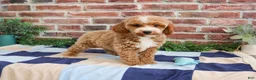 Miniature Poodle dogs for sale: Rhett - Ad 2