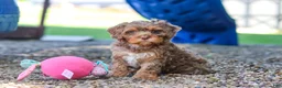 Cavapoo dogs for sale: Teddy - Ad 12