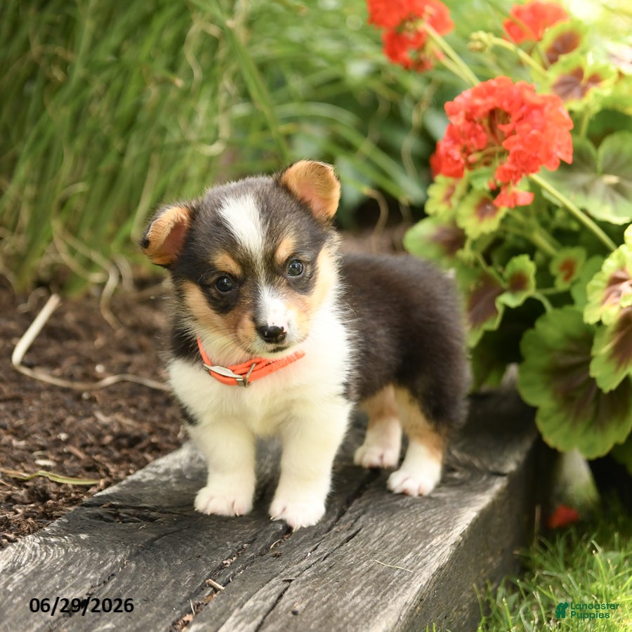 Welsh Corgi Pembroke dogs Pepper - Ad 2