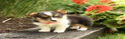 Welsh Corgi Pembroke dogs for sale: Pepper - Ad 2