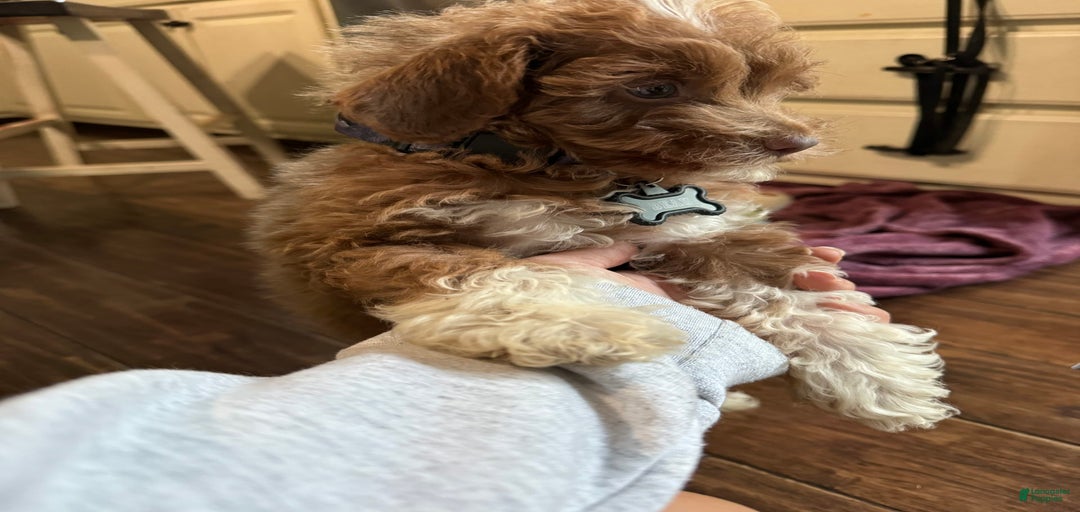 Gallery Image {{count}}