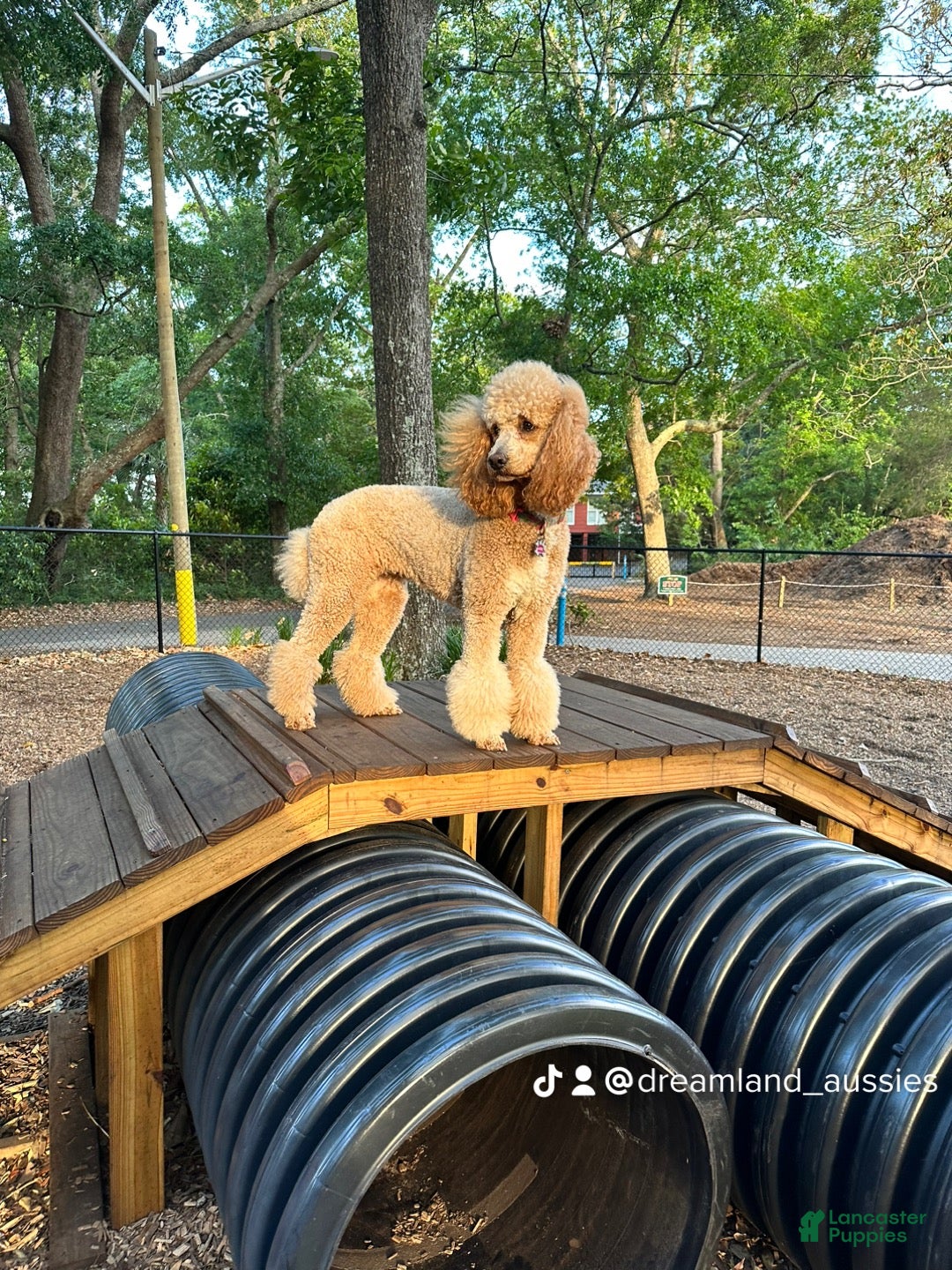 Mixed Breed dogs Bunny - Ad 2
