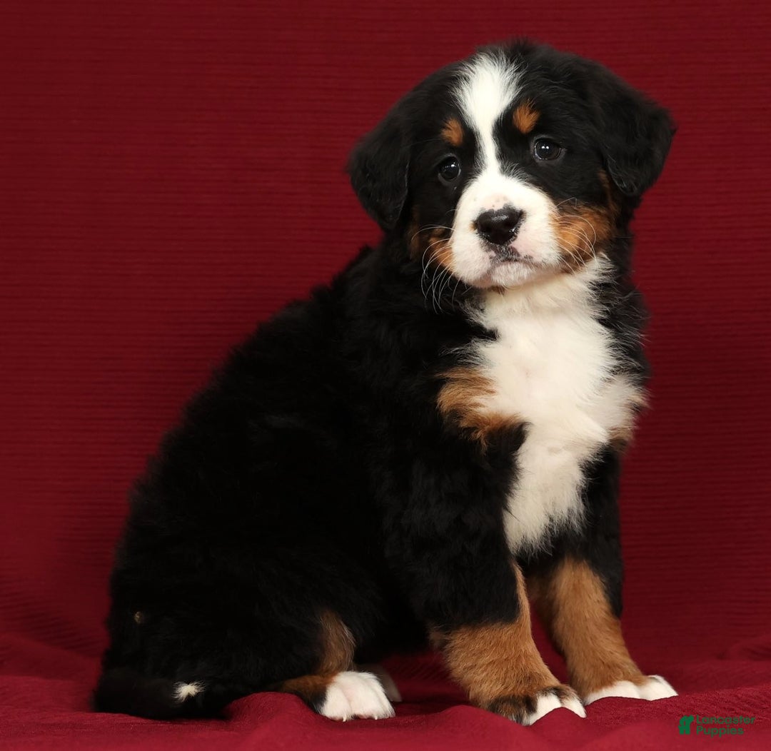 Bernese Mountain Dog dogs for sale: Claire - Ad 8