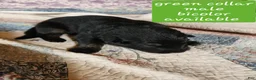 German Shepherd dogs for sale: Green collar - Ad 3