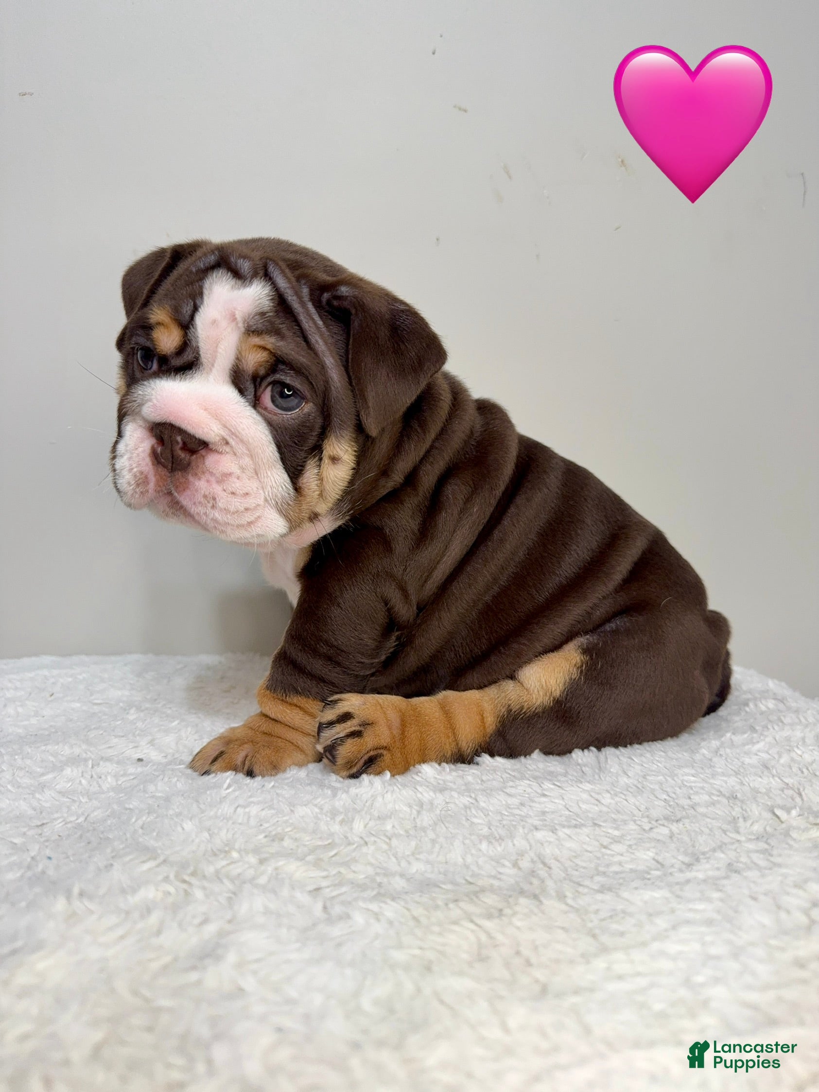English Bulldog dogs English Bulldog 2 - Ad 20