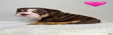 English Bulldog 2