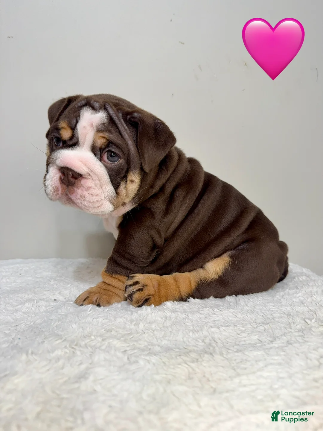 English Bulldog dogs for sale: English Bulldog 2 - Ad 1