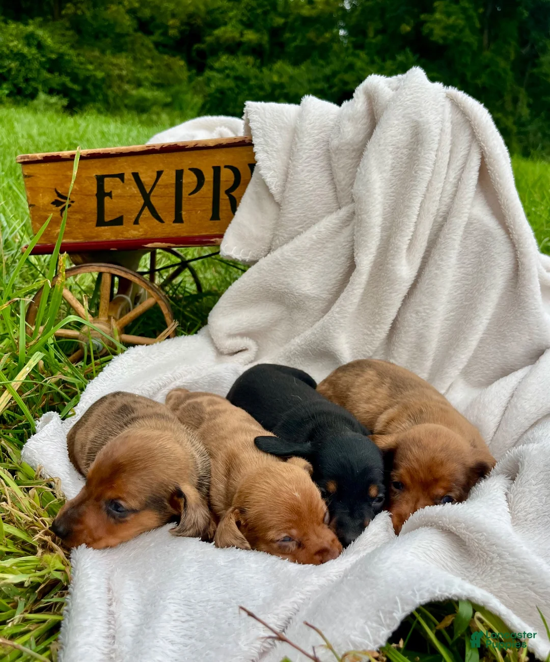 Dachshund dogs for sale: Charlie❤️ACARegistered🐾 - Ad 3