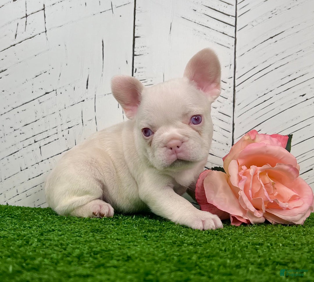 French Bulldog dogs for sale: Bella Pink  - Ad 3