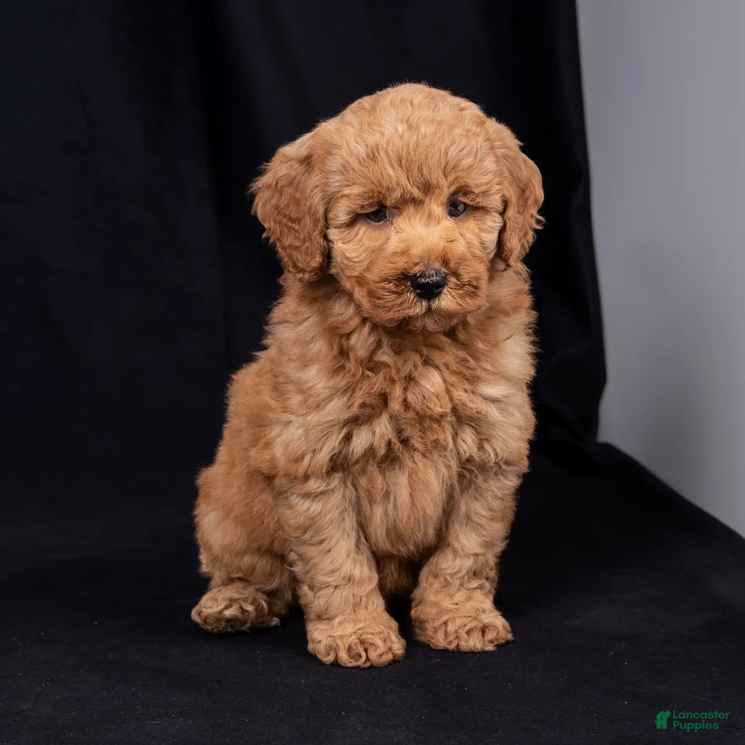 Mini Goldendoodle dogs for sale: Kelsie - Ad 2