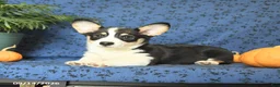 Welsh Corgi Pembroke dogs for sale: Lucy - Ad 4