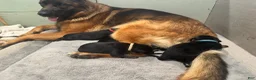 German Shepherd dogs for sale: German Shepherd Puppy 7 - Ad 6