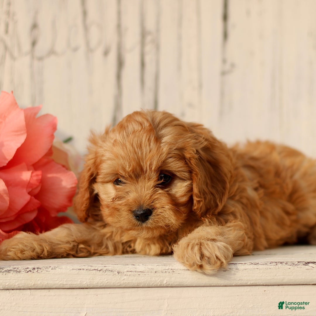 Cavapoo dogs for sale: Daffodil  - Ad 3