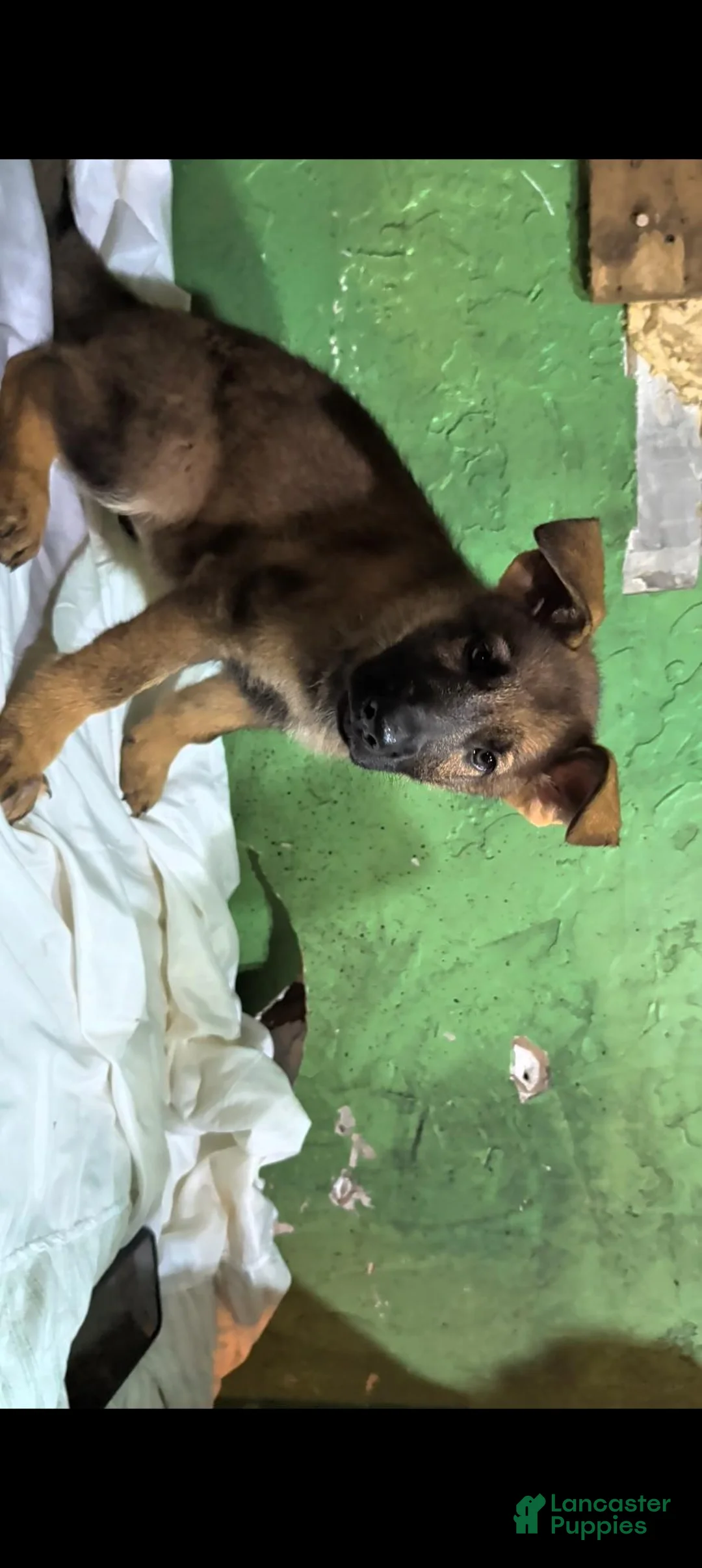 German Shepherd dogs for sale: German Shepherd 4 - Ad 2