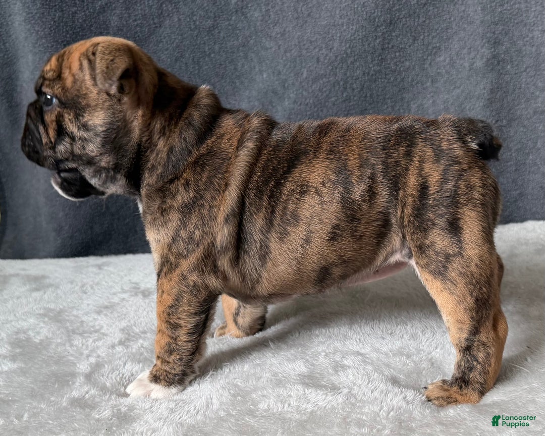 English Bulldog dogs for sale: Maple - Ad 2