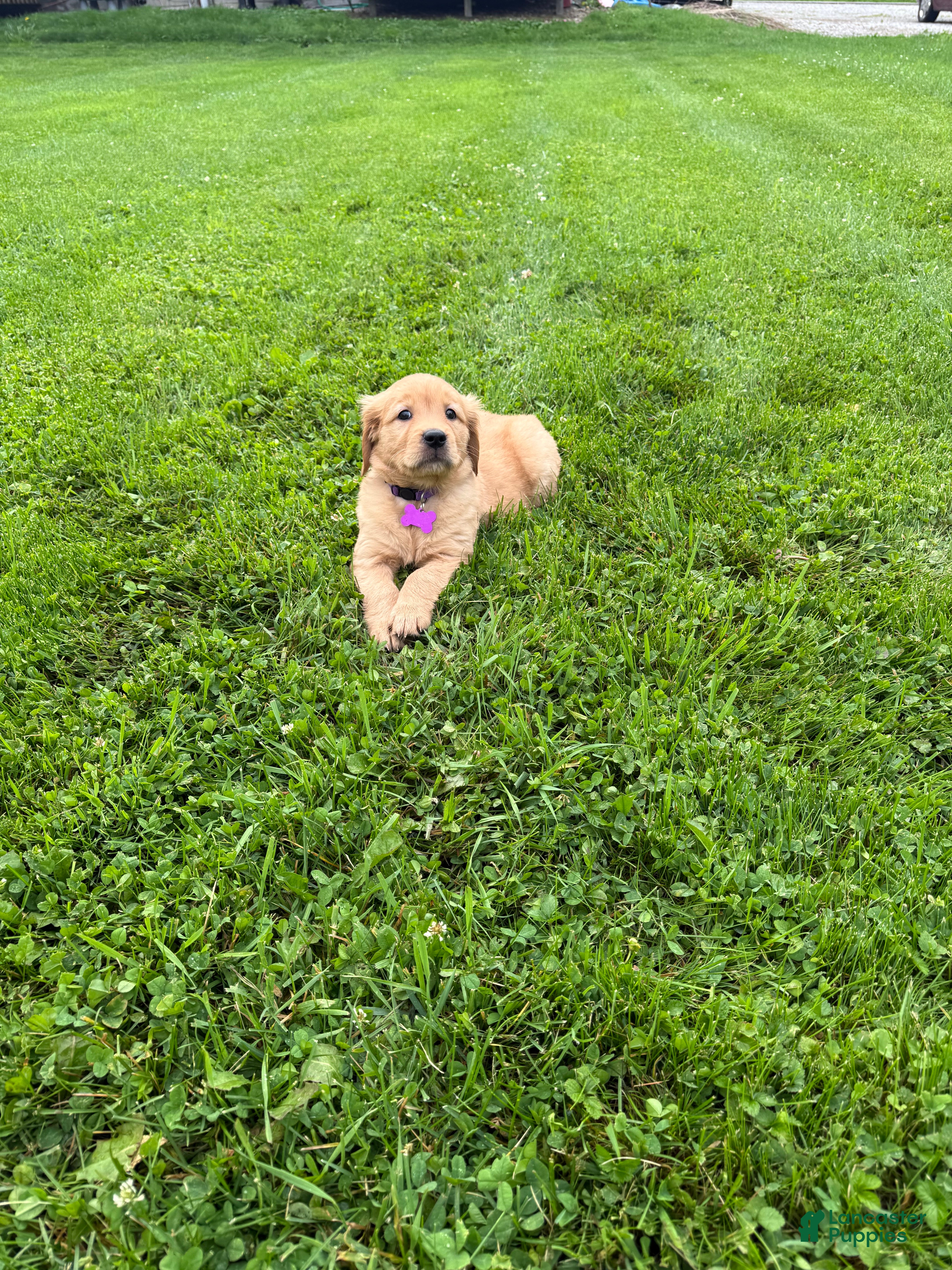 Golden Retriever dogs Meadow - Ad 2