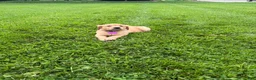 Golden Retriever dogs for sale: Meadow - Ad 2