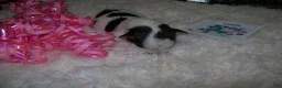 Wire Fox Terrier dogs for sale: AKC Wire Fox Terrier 3 - Pearl - Ad 5