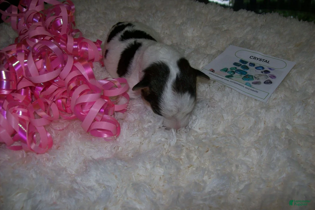 Wire Fox Terrier dogs for sale: AKC Wire Fox Terrier 3 - Pearl - Ad 5