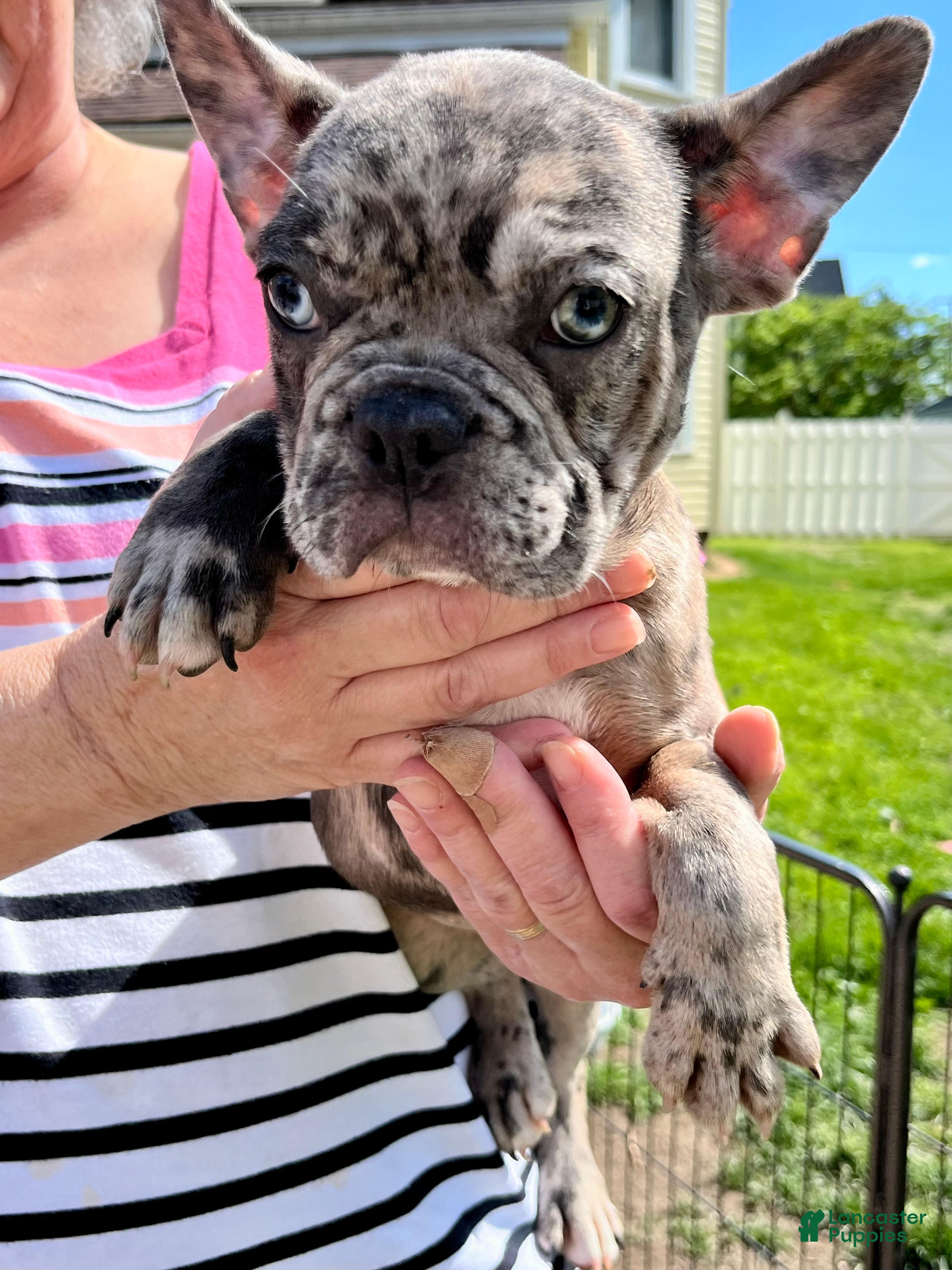 French Bulldog dogs French Bulldog Puppy 6 - Ad 4